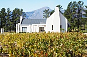 Südafrika, Weingut Diemers Fontein, Weinstöcke vor einem Gebäude