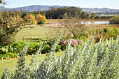 View of meadow with lake in background, Diemersfontein Wine, South Africa