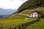 Weingut Domaine Ovaille bei Yvorne in der Schweiz