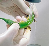 Skin of green chilli being peeled with help of running water, step 3