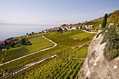 Blick auf Rivaz und den Genfer See, Dorf an den Weinbergen, Schweiz