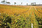 Südafrika, Weingut Bouchard Finlayso n, Weinstöcke auf einem Weinberg