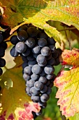 blaue Weintrauben der Rebsorte Merlot an der Rebe.