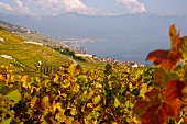 Blick von den Weinbergen auf den Genfer See  und den Ort Rivaz.