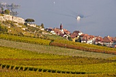 Blick von den Weinbergen auf den Genfer See  und den Ort Rivaz.