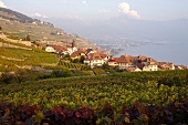 Rivaz an den Weinbergen am Genfer See.