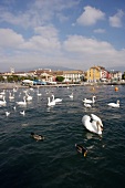 Schwäne auf dem Genfer See am Ufer der Stadt Vevey.