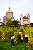 Workers harvesting in vineyard in front of Vufflens Castle, Morges, Switzerland