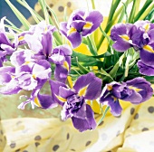 Iris in Violett mit Gelb sehr nah 