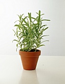 Herb plant in brown pot against white background