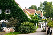 Houses with ivy growth on wall in fishing village Arild, Oresund, Sweden