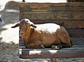 Ziege liegt auf Holzbank in d. Sonne 