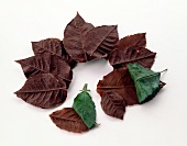 Leaves shaped chocolate arranged in circle on white background