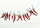 Peperoni hängen an Draht, trocknen, rot, Schärfe