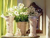 Three chamomile flower vases wrapped with sisal on table