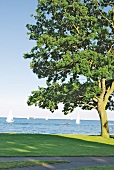 View of oak tree and grass in park overlooking water