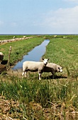 Schafe, Deich-Salzwiesen, Gras, Graben
