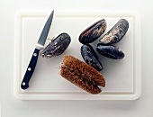 Shells, brush and knife on chopping board - preparation of mussels
