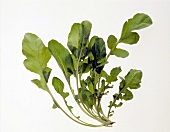 Arugula leaves on white background