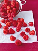 Himbeeren auf Küchenpapier und im Topf verteilt, rot