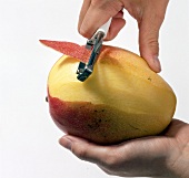 Mango being peeled with potato peeler, step 2