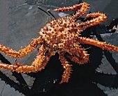 Buch der Meeresfrüchte Golden King Crab, Steine schwarz
