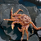 Buch der Meeresfrüchte Blue King Crab, Steine schwarz