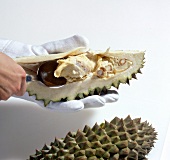 Close-up of removing seeds of durian with spoon