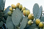 Buch der Exoten, Kaktusfeigen, Kaktus, Stachel, Blätter, draußen