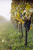 Merlot grapes on vine