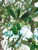 Oliven am Zweig, nah, grün, Olivenbaum, Toskana