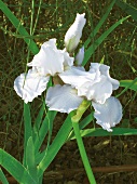 Iris blühen weiß im Garten, Toskana 