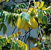 Buch der Exoten, Gelbe Karam- bolen am Baum, Blätter