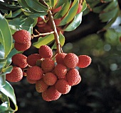 Bunch of lychee on tree