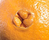 Close-up of nave of orange