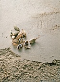 Close-up of cardamom with cardamom powder