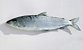 Fisch, Felchen, große Schwebrenken, frisch