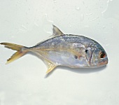 Raw jack crevalle with water on white background