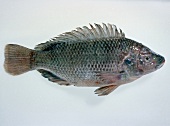 Close-up of raw perch on white background