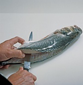 Fisch, Step 2: Fisch der Länge nach durchschneiden