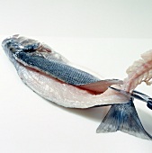 Backbone of fish being removed on white background, step 6