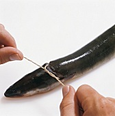 Fisch,  Step 5: Bindfaden um Aal binden
