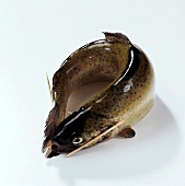 Fisch, Step 3: Kopf u. Schwanz m. Faden zusammenziehen