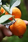 Orange wird mit Schere abgeknipst, nah, Ernte, Italien