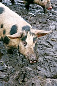 Schwein steht im Dreck, Rasse Bunte Bentheimer, gefleckt