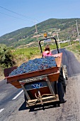 Rear view of female worker transporting grapes in France, tilt