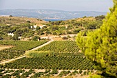 View of vineyards in France
