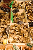Oysters in boxes with price tags at market in France