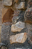Indien, Streifenhörnchen auf der Mauer des Qutb Minar, Delhi
