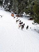 Man riding dog sled in snow covered Pyrenees mountain, Spain